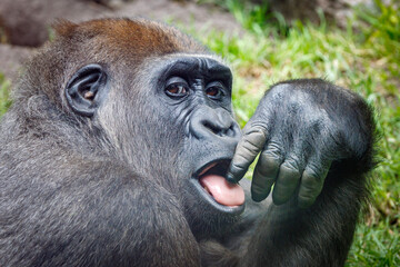Close up shot of western lowland gorilla  (Gorilla Gorilla Gorilla) © Edwin Butter