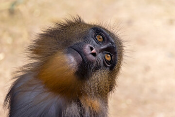Close up shot mandrill (Mandrillus sphinx)