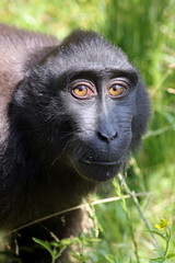 Close up shot of a crested macaque (Macaca Nigra)