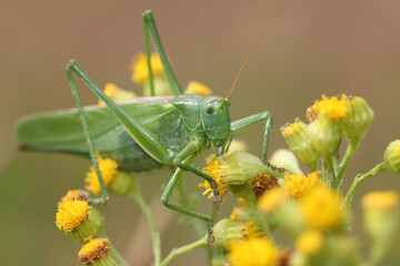 Close up shot of tettigoniidae on flower