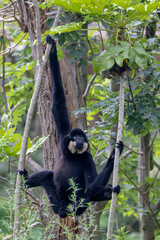 The southern yellow-cheeked gibbon (Nomascus gabriellae)