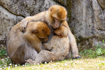 The Barbary macaque (Macaca sylvanus), also known as Barbary ape or magot