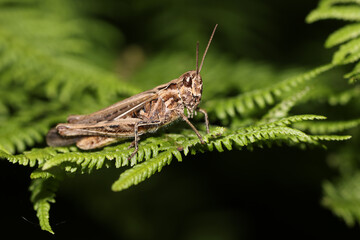 Close up shot of tettigoniidae on green leaves