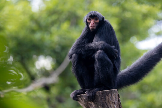 red-faced spider monkey (Ateles paniscus) also known as the Guiana spider monkey or red-faced black spider monkey