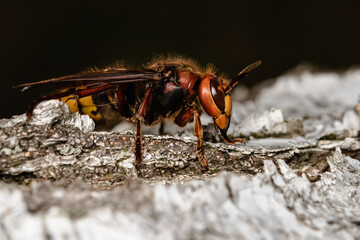 European hornet in nature