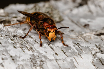 European hornet in nature