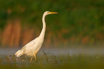 Czapla biała (Ardea alba)