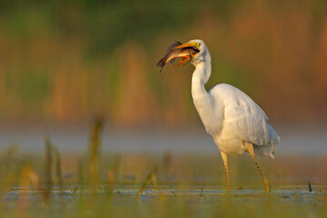 Czapla biała (Ardea alba)