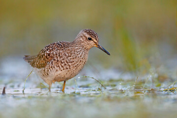 Łęczak (Tringa glareola)