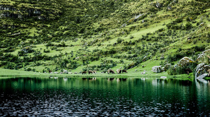 sheep on the shore of a lagoon in the mountains