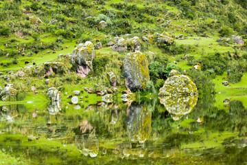 sheep in the mountains on the shores of the lagoon with reflection in the water