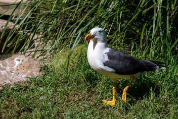 Kelp Gull (Larus dominicanus)