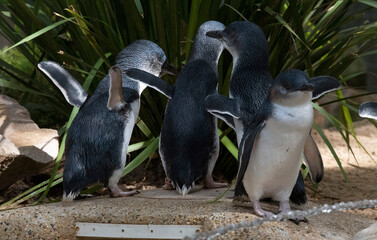 Little Blue Penguin (Eudyptula minor)