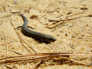 Cobra de pernas tridáctila