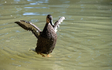 Pacific black duck (Anas superciliosa)
