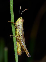 grasshopper on a leaf