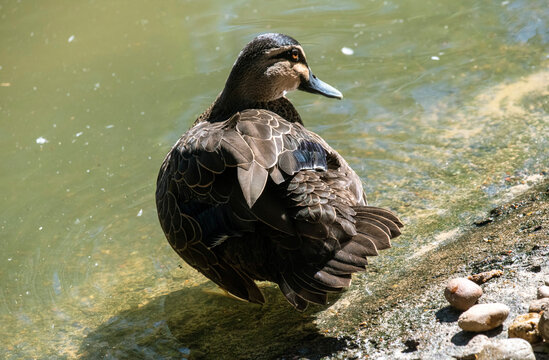 Anatinae Bilder Durchsuchen 8,752 Archivfotos, und