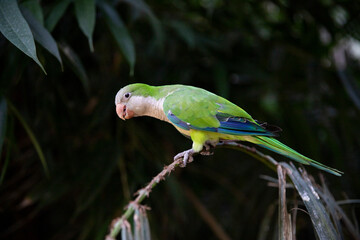 Green parrot close-up on a blurred background