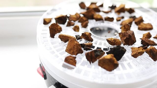 drying of chaga mushroom growing on a birch, microdosing of medicinal mushrooms. Ethnoscience.
