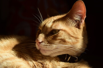 cat sunbathing on the window
