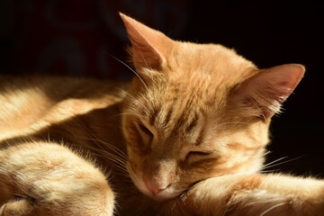 cat sleeping on the ground