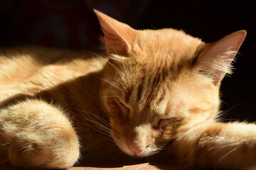cat sleeping on the ground