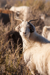 White goat with gray horns looking at the camera
