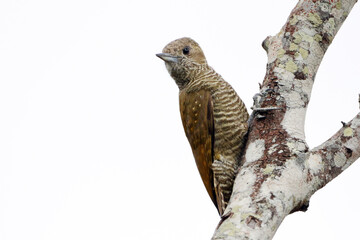 Little Woodpecker (Veniliornis passerinus) female, perched, isolated on a white background