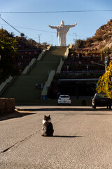 Gray and white cat walking sitting in the middle of a city street looking at a sculpture