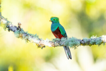 Resplendent Quetzal perched on an avacado tree