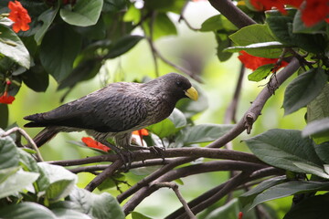 Touraco gris d'Afrique de l'ouest