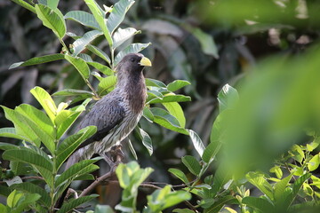 Touraco gris d'Afrique de l'ouest