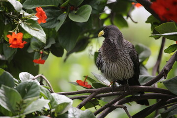 Touraco gris d'Afrique de l'ouest