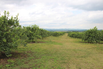 Fototapeta na wymiar citrus plantation in northwestern Argentina