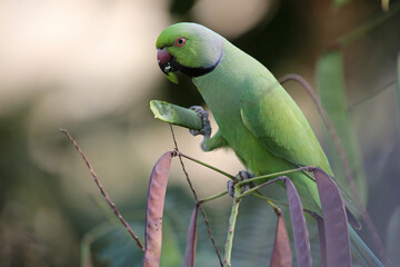Perruche à collier