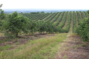 Fototapeta na wymiar citrus plantation in northwestern Argentina