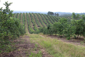 citrus plantation in northwestern Argentina