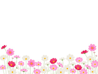 コスモス畑_ベクターイラスト © あ こ