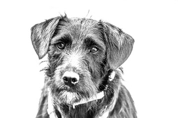Black and white portrait of a cute schnauzer mongrel dog on white background
