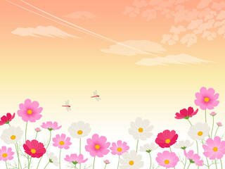 夕焼けとコスモス畑_イメージ背景_ベクターイラスト © あ こ