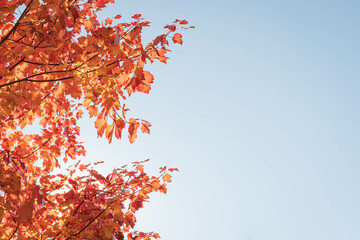 Red autumn leaves against blue sky - 519460569