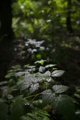 A shaft of light appear in a Vancouver park in late afternoon during a hike in 2018