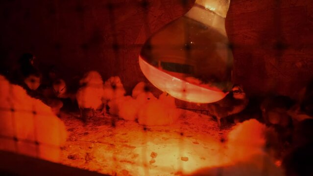 Newly Hatched Baby Chicks in a Brooder Box. Adler silver and orpington chicken.