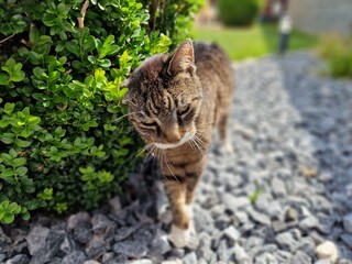 tigered cat in front of a green bush