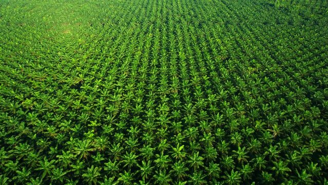 Drones fly over palm oil trees planted on large commercial farms. palm oil industry concept. Southern Thailand.
