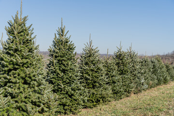 Beautiful Christmas Trees in Row on Tree Farm