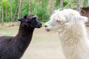 Black and white llamas alpacas natural background