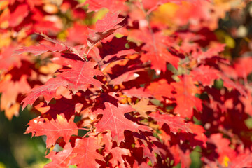 Naklejka na ściany i meble red color oak leaves. natural autumn background