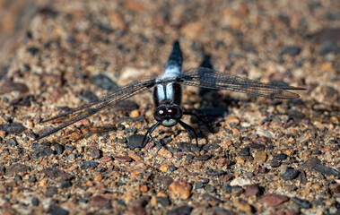dragonfly on stone