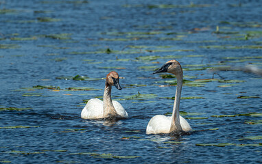 two beautiful trumpeter swans on the lake